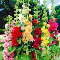 Mischung Stockrose Blumensamen zur Aussaat – Schnitt Blume beliebt – Traditionssorte & ohne Gentechnik Samen Hausgarten