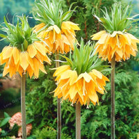Gelb Imperial Wang Fritillaria Blumensamen zur Aussaat Schnitt Blume beliebt Traditionssorte & ohne Gentechnik Samen Hausgarten