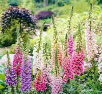 Foxglove Digitalis purpurea Blumensamen zur Aussaat Blume Beet und Woodland Garten