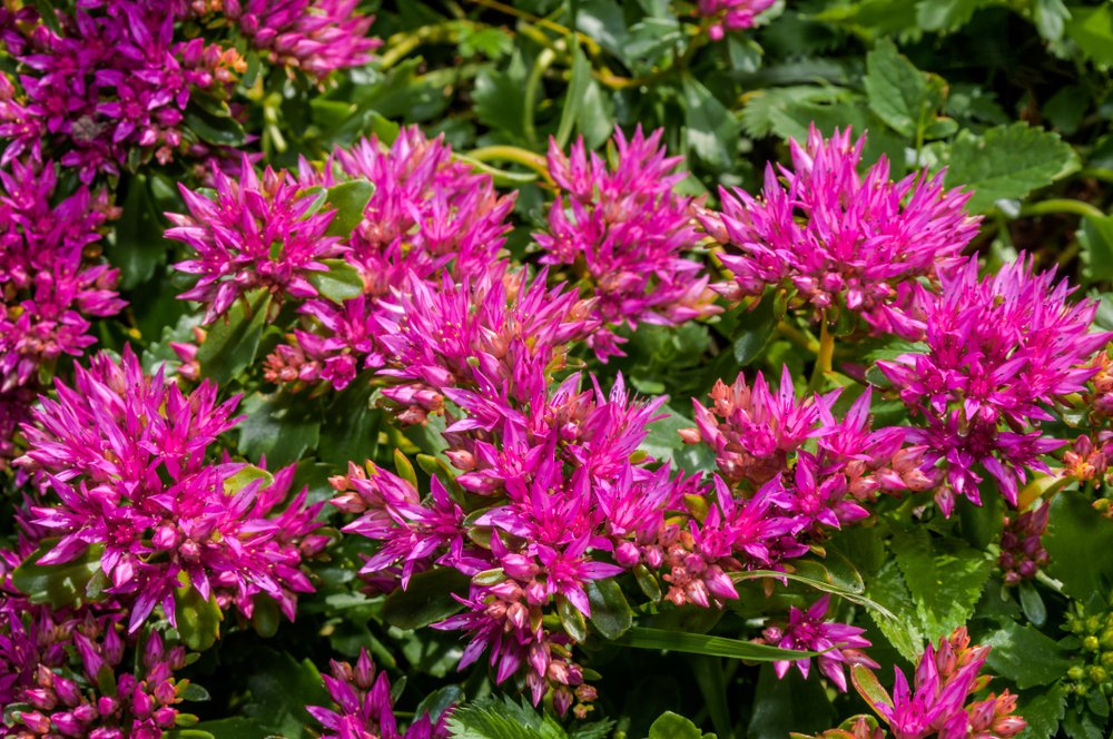 Rosa Sedum Spurium Blumensamen zur Aussaat – farbenfroh Schau – Traditionssorte & ohne Gentechnik Samen Hausgarten