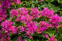 Rosa Sedum Spurium Blumensamen zur Aussaat – farbenfroh Schau – Traditionssorte & ohne Gentechnik Samen Hausgarten