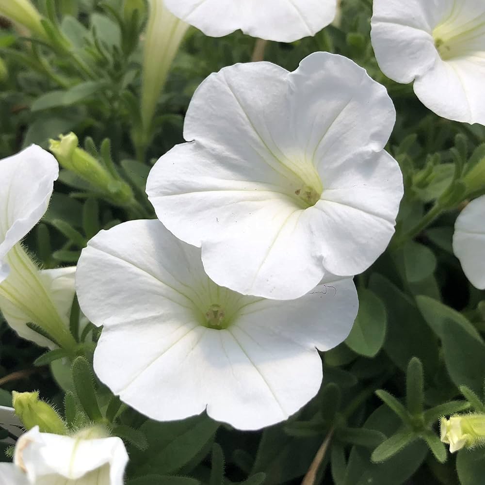 Petunie Wave Weiß Blumensamen zur Aussaat ideal leuchtend Gärten