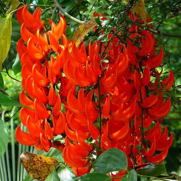 Rot Strongylodon Blumensamen Samen zur Aussaat Thriving und leuchtend Garten Schauanlagen