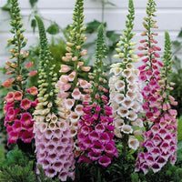 Digitalis foxglove blume mix samen for beautiful blooms