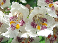 Catalpa Blumensamen zur Aussaat – Drought verträglich – Traditionssorte & ohne Gentechnik Samen Hausgarten