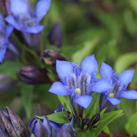 Largeleaf Gentian Blau Samen Blau Blumen