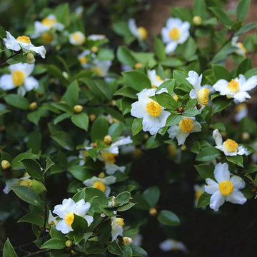 Grün Kamelie Sinensis Blumensamen zur Aussaat – duftend Blüten – Traditionssorte & ohne Gentechnik Samen Hausgarten