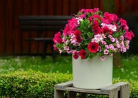 Tritunia geäderte mix petunia blume samen for colorful gardens