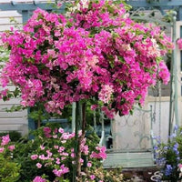 Rosa Drillingsblume Blumensamen zur Aussaat – sonnenliebend – Traditionssorte & ohne Gentechnik Samen Hausgarten