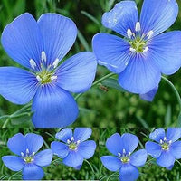 Blau Utricularia Blumensamen zur Aussaat – saisonal Dauerblüher – Traditionssorte & ohne Gentechnik Samen Hausgarten