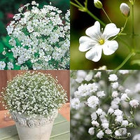 hell Gelb Gypsophila Paniculata Samen pflegeleicht Traditionssorte & ohne Gentechnik Samen Hausgarten