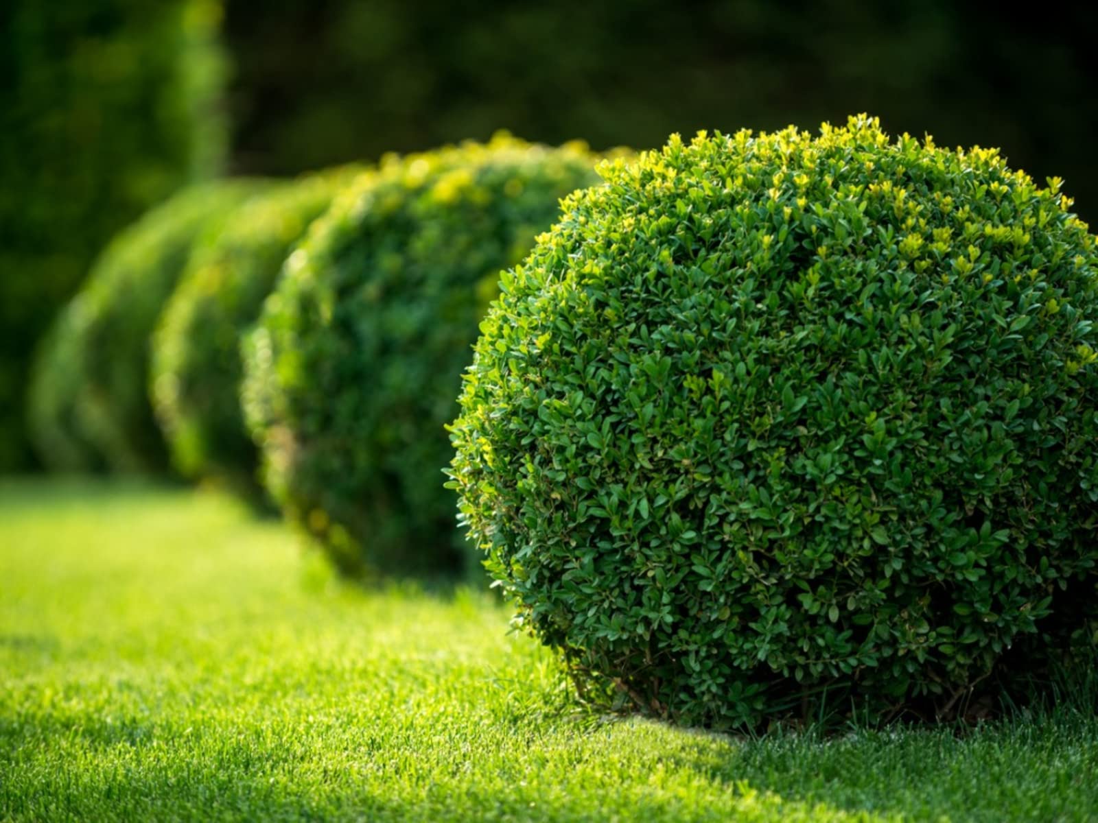Buxus Sempervirens Blumensamen zur Aussaat – leuchtend – Traditionssorte & ohne Gentechnik Samen Hausgarten