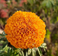 Weiß Orange Mittagsgold Blumensamen zur Aussaat – hochwertige Qualitäts- – Traditionssorte & ohne Gentechnik Samen Hausgarten