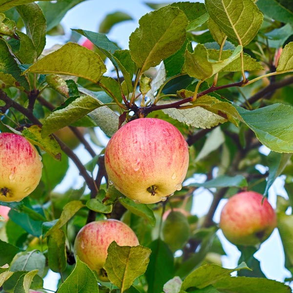 Malus pumila Frucht  Samen für einfaches Anpflanzen