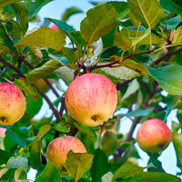 Malus pumila Frucht  Samen für einfaches Anpflanzen