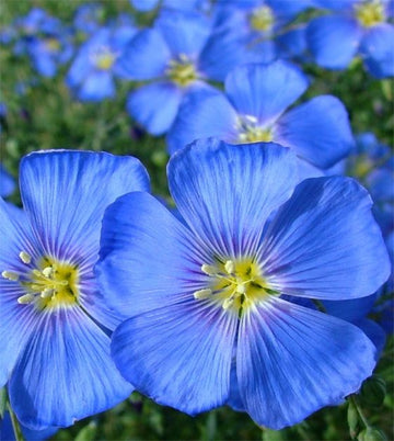 Blau Flax Blumensamen zur Aussaat – sonnenliebend – Traditionssorte & ohne Gentechnik Samen Hausgarten