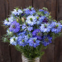 Rosa Nigella Damascena Samen zur Aussaat – einjährige Blume Samen Frühling Gardening