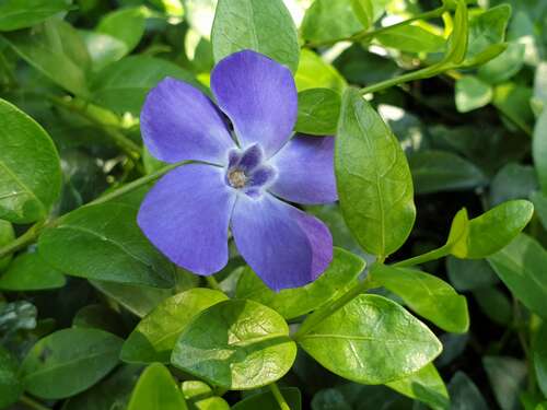 Himmelblau Immergrün Blumensamen zur Aussaat Garten beliebt Traditionssorte & ohne Gentechnik Samen Hausgarten