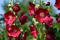 dunkel Rot Althaea Rosea Blumensamen zur Aussaat – Traditionssorte ohne Gentechnik Samen für Ihren Garten robust Sorte