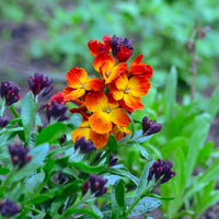 Traditionssorte Scarlet Blumensamen zur Aussaat lang Blüte Saison Traditionssorte & ohne Gentechnik Samen Hausgarten