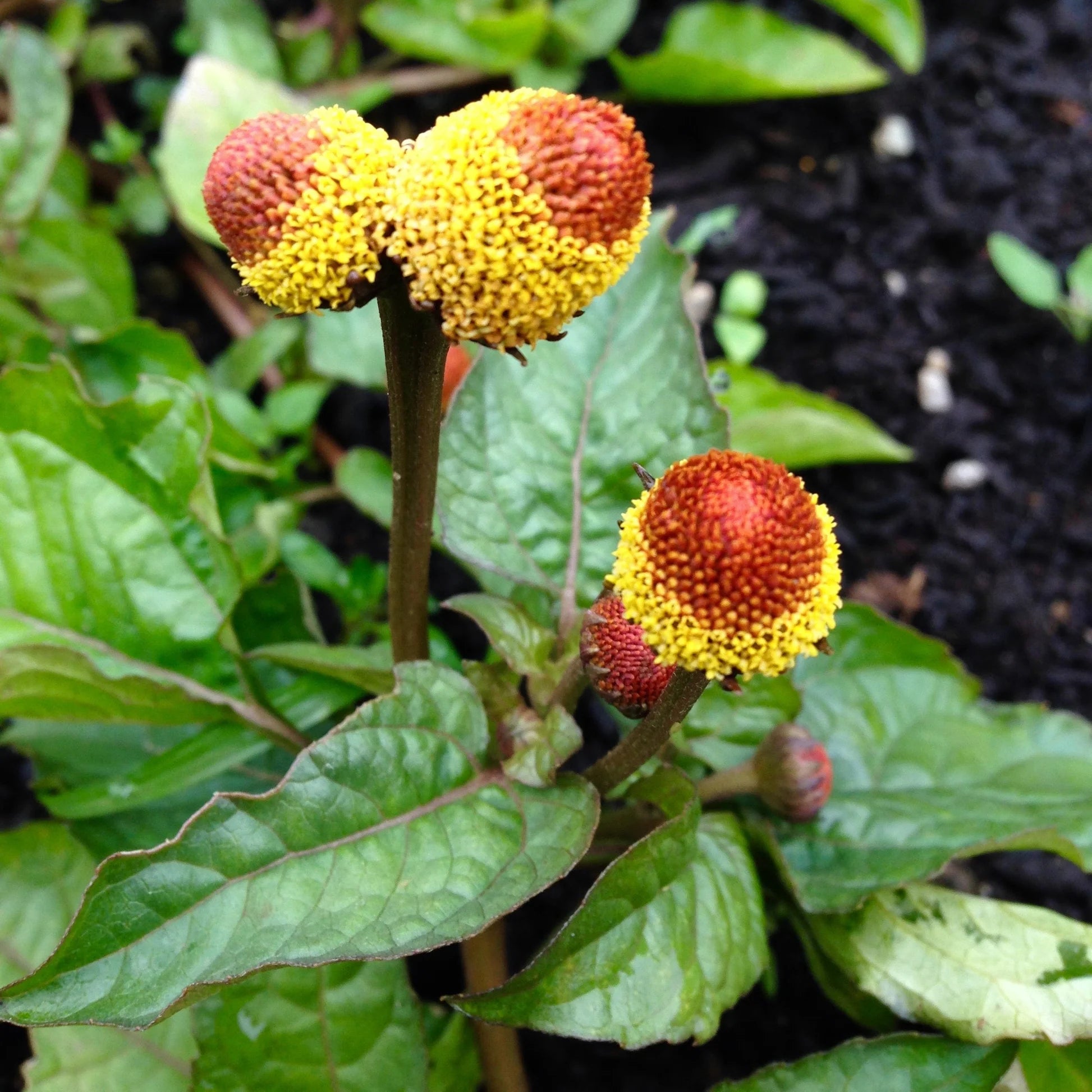 Oleracea Blumensamen zur Aussaat – ideal Rabatten – Traditionssorte & ohne Gentechnik Samen Hausgarten