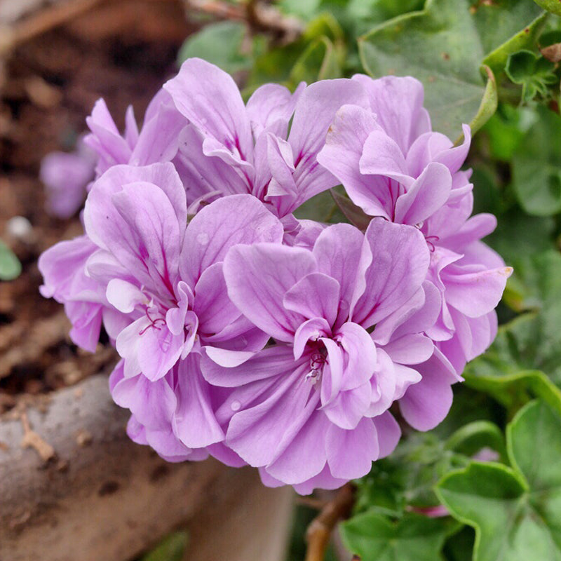 Violett Univalve Geranie Blumensamen zur Aussaat ideal Rabatten Traditionssorte & ohne Gentechnik Samen Hausgarten