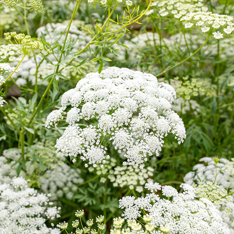 Ammi Blumensamen zur Aussaat sonnenliebend Traditionssorte & ohne Gentechnik Samen Hausgarten