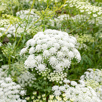 Ammi Blumensamen zur Aussaat sonnenliebend Traditionssorte & ohne Gentechnik Samen Hausgarten
