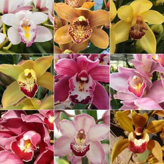 Gemischt Schmetterlingsorchidee Orchidee Blumensamen zur Aussaat – farbenfroh Schau – Traditionssorte & ohne Gentechnik Samen Hausgarten