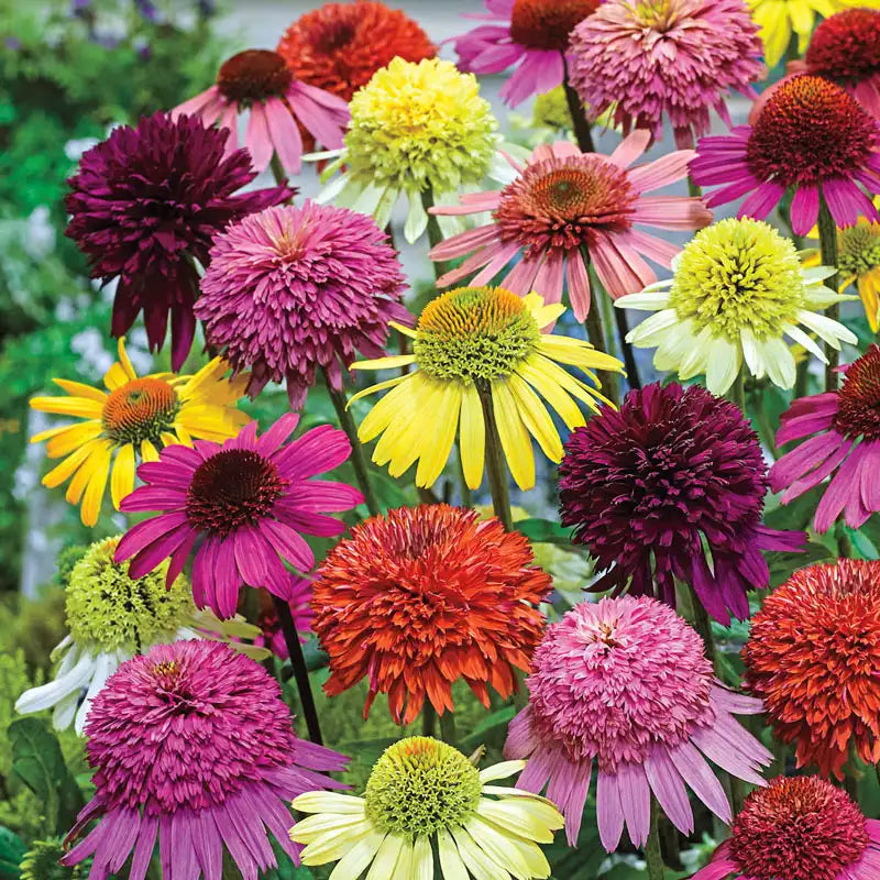 ConeFlower Samen zur Aussaat Wildblume Mischung Traditionssorte & ohne Gentechnik Samen Hausgarten