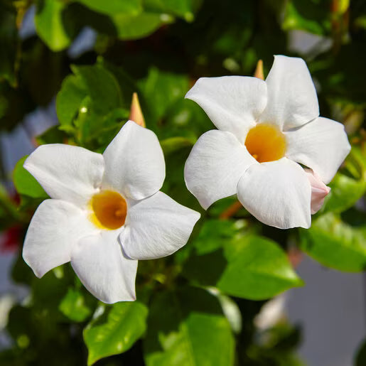 Semi di fiori Sanderi da seminare – rosa e bianco