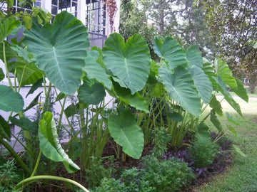Colocasia (colocasia elephant) samen for anpflanzung in home garten