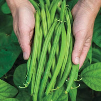 Green Mung Bean Samen for Gemüse Gardening