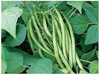 Green Mung Bean Samen for Gemüse Gardening