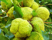Junge Osage-Orange Samen für einfaches Anpflanzen