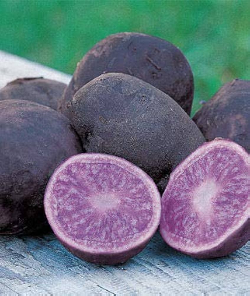 Kartoffel gemüse samen für aussaat