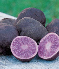 Kartoffel gemüse samen für aussaat