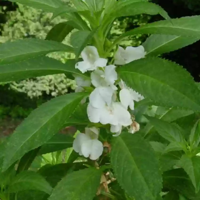 Balsamine blume samen for anpflanzung - drought tolerant, heirloom & gmo free samen for home garten
 
 sale samen for anpflanzung in home garten