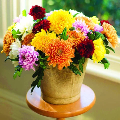Traditionssorte Chrysantheme Blumensamen zur Aussaat lang Blüte Saison Traditionssorte & ohne Gentechnik Samen Hausgarten