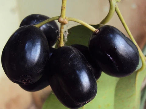 Graines de Syzygium faciles à planter