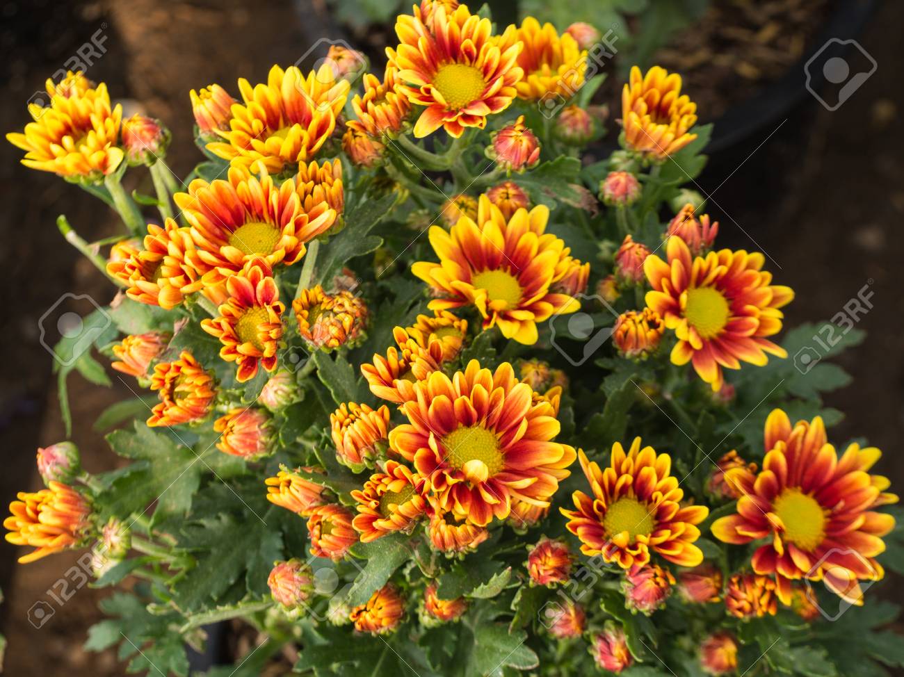 Orange Chrysantheme Blumensamen zur Aussaat – robust Sorte – Traditionssorte & ohne Gentechnik Samen Hausgarten