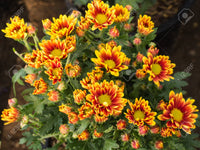 Orange Chrysantheme Blumensamen zur Aussaat – robust Sorte – Traditionssorte & ohne Gentechnik Samen Hausgarten