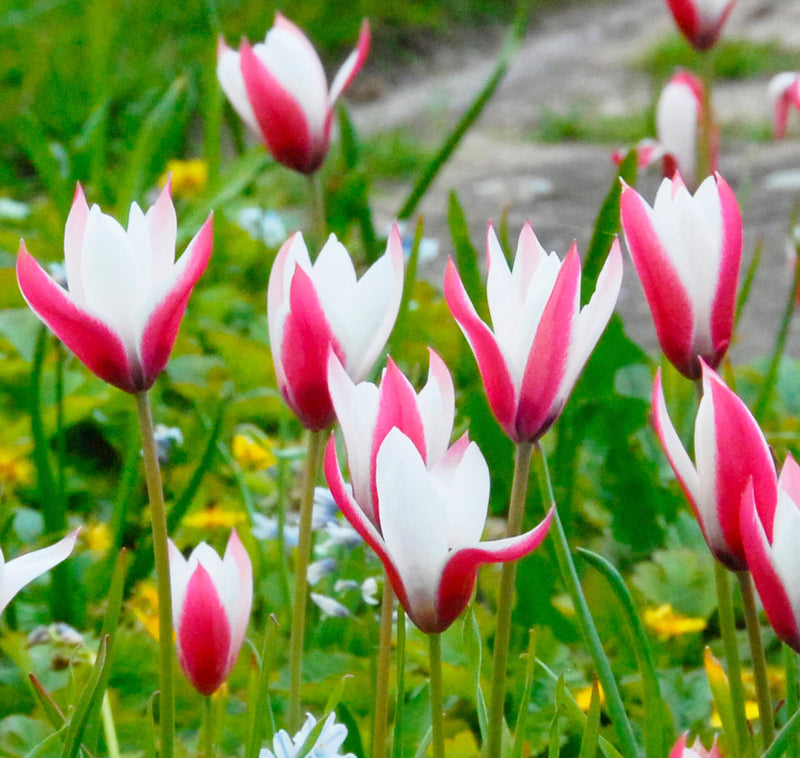 Tulipano Peppermint Stick, semi di fiori per la semina e la coltivazione, varietà tradizionale e senza OGM, semi da giardino