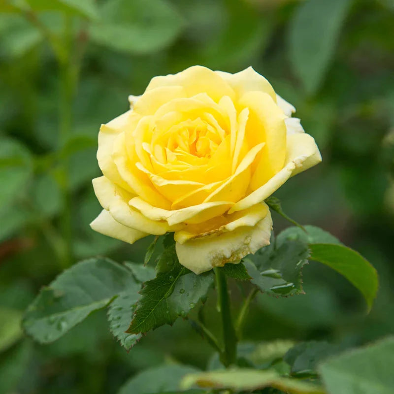 hell Gelb kletternd Rose Samen zur Aussaat – Garten-Kletterpflanze Roses