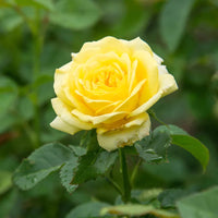 hell Gelb kletternd Rose Samen zur Aussaat – Garten-Kletterpflanze Roses
