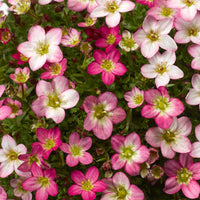 Saxifrage Rose Blumensamen zur Aussaat – leuchtend Garten Blüten