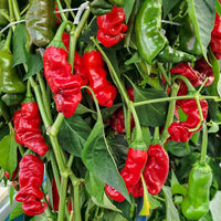 Hot Peter Pepper Gemüsesamen for Garden Planting