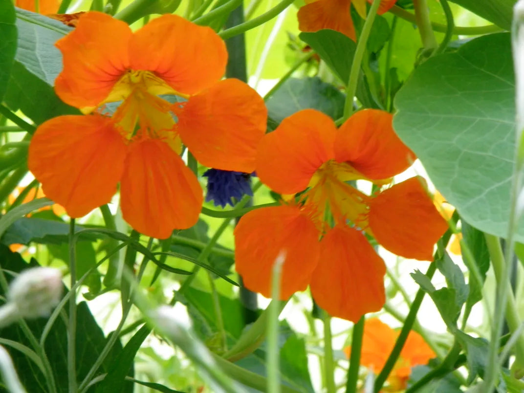 Orange Kapuzinerkresse Blumensamen zur Aussaat – duftend Blüten – Traditionssorte & ohne Gentechnik Samen Hausgarten