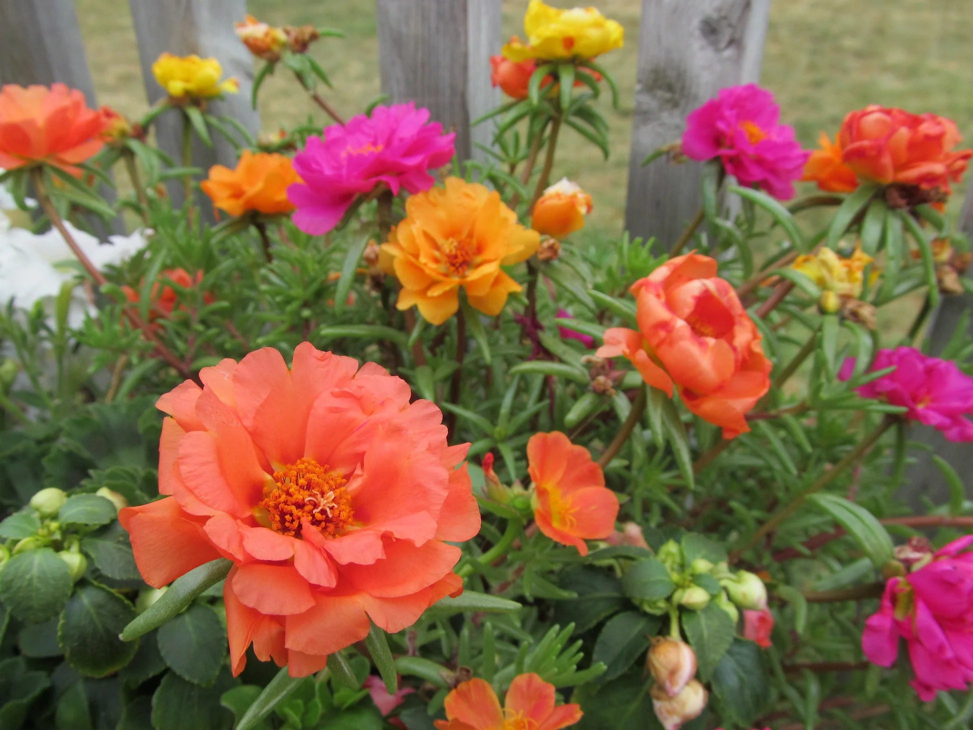 Orange Portulaca Blumensamen zur Aussaat – leuchtend Blüten – Traditionssorte & ohne Gentechnik Samen Hausgarten