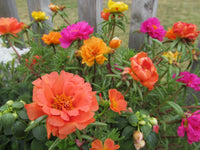 Orange Portulaca Blumensamen zur Aussaat – leuchtend Blüten – Traditionssorte & ohne Gentechnik Samen Hausgarten